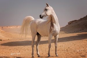 صحة الخيول.. 5 وصايا للحفاظ على صحة وجمال حصانك
