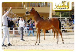 بالفيديو .. ممثل مزرعة القصر الملكى يتحدث عن المشاركة في بطولة الخيول العربية