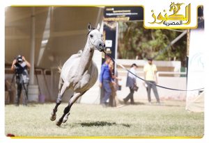 بالفيديو .. ممثل مزرعة القصر الملكى يتحدث عن المشاركة في بطولة الخيول العربية