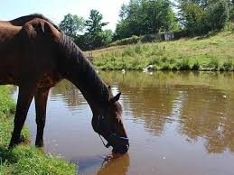 شرب الماء بكميات كبيرة يقي الخيول من برد الشتاء