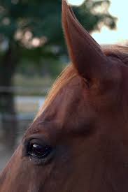 دراسة بريطانية: "خلي بالك من ودن حصانك".. حركتها للأمام استرخاء.. وللخلف خطر