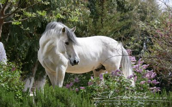 جهود مغربية لحماية الحصان البربري من الانقراض.. تعرف على الأسباب