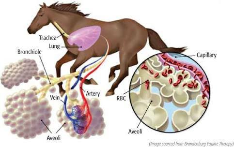 "الرعاف".. مرض يلاحق خيول السباق.. تعرف على أعراضه وعلاجه