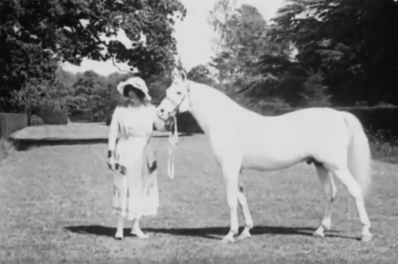 "نازك وراسم" كانا البداية.. حكاية 100 عام من ظهور الخيول العربية في السينما الانجليزية