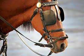 لعشاق قفز الحواجز.. غرائب عين الحصان: ترى أمامها وخلفها في نفس الوقت.. ولا ترى تحت أقدامها