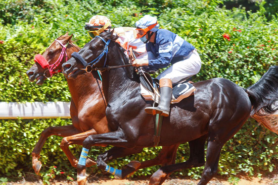 بالصور.. أول سباق خيول في زمن الكورونا.. كمامة وتباعد اجتماعي وممنوع المراهنات