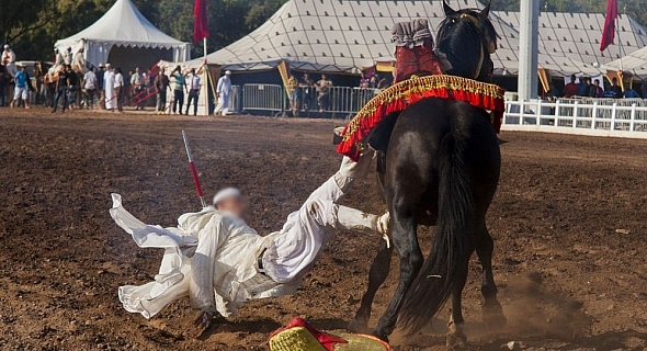 ركل وعض وسقوط وتشنجات.. أخطر 7 إصابات يتعرض لها الفارس على ظهر الحصان