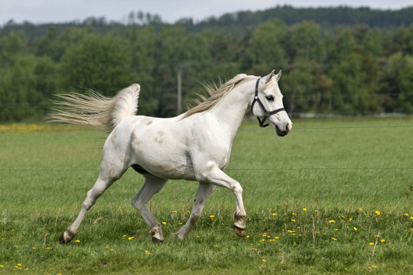 يضم 8600 حصان عربي أصيل.. تعرف على أول اتحاد للخيول العربية السويدية