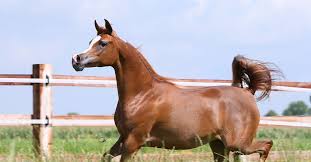 يضم 8600 حصان عربي أصيل.. تعرف على أول اتحاد للخيول العربية السويدية
