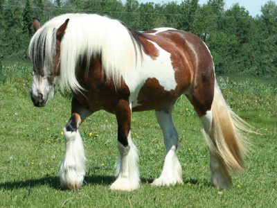 عنق قصير وجسد قوي وشعر رائع الجمال.. تعرف على الحصان الغجري أجمل خيول الدنيا