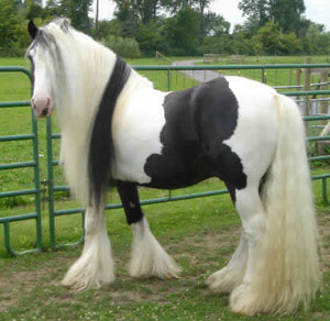 عنق قصير وجسد قوي وشعر رائع الجمال.. تعرف على الحصان الغجري أجمل خيول الدنيا
