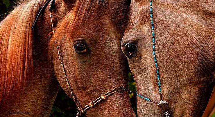 5 نصائح لتصوير حصانك.. ركز على العيون والرقبة والشعر والأرجل الخلفية