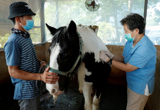 تطعيم الخيول في تايلاند