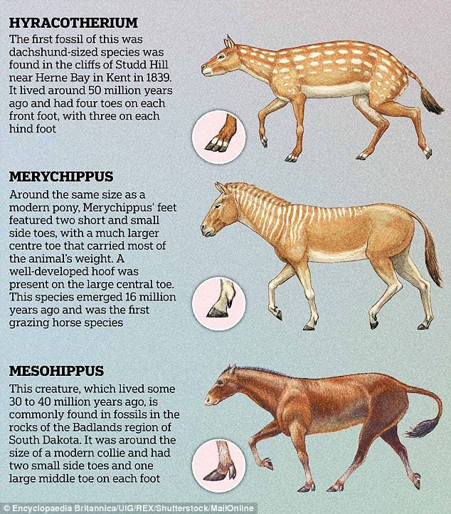 دراسة بريطانية تكشف حقيقة تخلي الخيول عن أصابع أقدامها لتتحول إلى حوافر