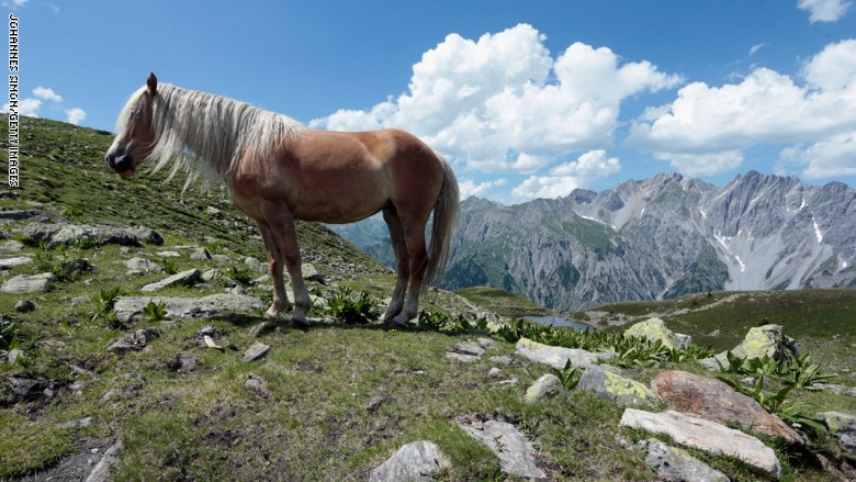 بالصور.. تقاليد رعي الخيول في الجبال السويسرية