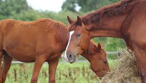 خدعوك فقالوا الحصان يأكل أي شيء.. تعرف على أنواع الطعام الصحية للخيول