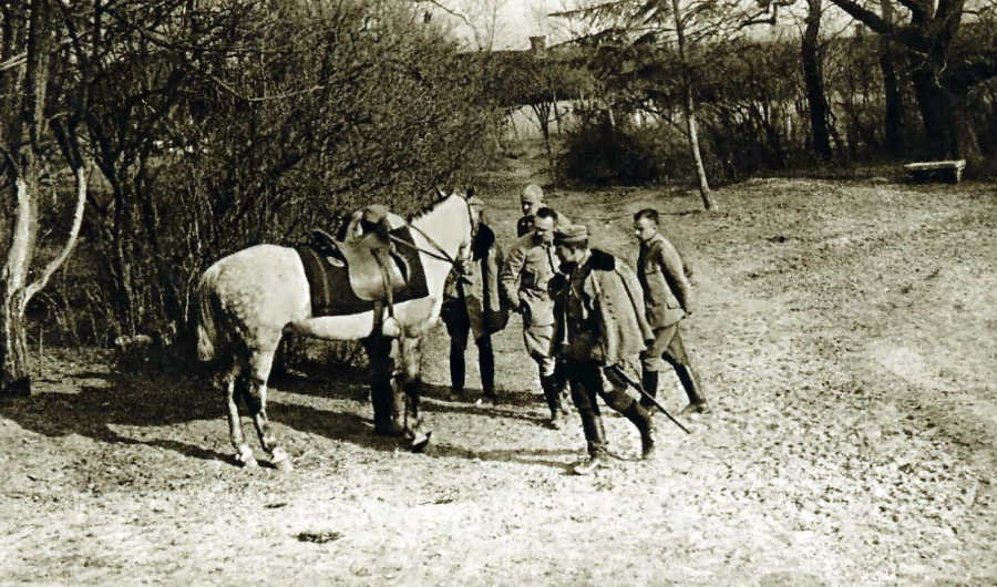 بالصور.. تعرف على أشهر 10 خيول حربية عبر التاريخ