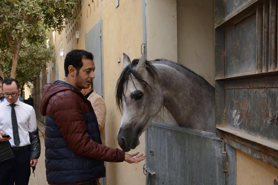 سندباد وبدور وزمزم .. قصة عشق مصطفى شعبان للخيول على منصات التتويج (صور وفيديو)