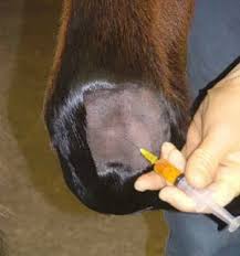 مكملات وحقن وحصص تدريبية مخففة.. تعرف على علاج إلتهاب مفاصل الخيول