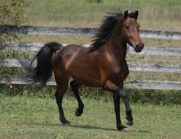 سلالة مورجان.. الحصان الرسمي لولاية ماساتشوستيس الأمريكية