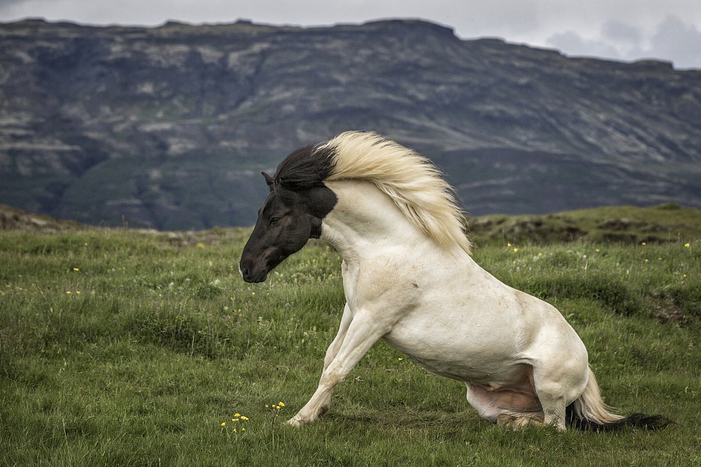 صور تظهر لأول مرة.. حصان برأس أسود وجسم أبيض