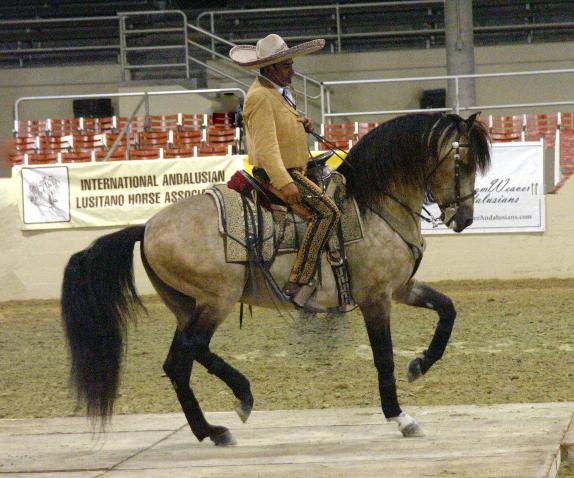 تعرف على سلالة "الأزتيك".. الحصان الوطني الرسمي للمكسيك