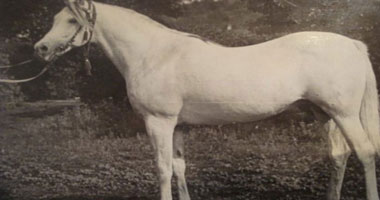 "الحصان أسوان".. هدية الرئيس عبد الناصر لروسيا