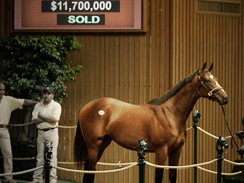 وصل السعر إلى 70 مليون دولار.. تعرف على أسماء وأسعار أغلى 8 خيول في العالم