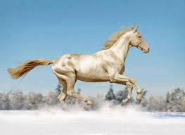 الأصل تركمانستاني والاسم "الأكحل تيكي".. 5 معلومات عن أجمل خيول العالم