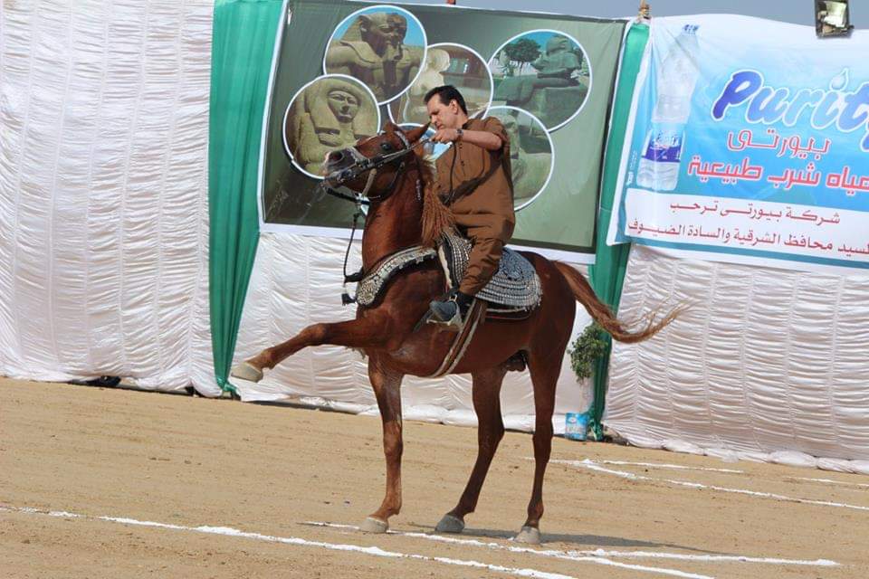 تنتج 80% من إجمالي الخيول العربية.. "الشرقية" محافظة الـ140 مزرعة