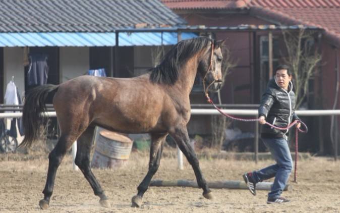 ولاء ووفاء وحيوية.. مكانة متميزة للخيول في ثقافة الصين