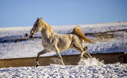 ولاء ووفاء وحيوية.. مكانة متميزة للخيول في ثقافة الصين