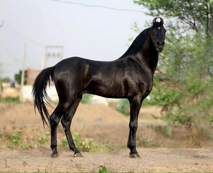قوة وصلابة وعناد وجمال.. تعرف على أصل الحصان "مارواري" الهندي