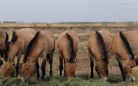 الخيول البرزوالسكية تحافظ على سلالتها النادرة بولادة 41 مهرا في الصين