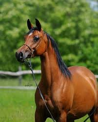 أصلها عربي.. 5 صفات لخيول "البوليش" البولندية محبوبة الجماهير