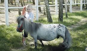 "بومبيل" يحمل الرقم القياسي لأقصر حصان في العالم