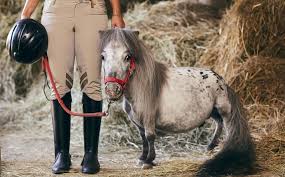 "بومبيل" يحمل الرقم القياسي لأقصر حصان في العالم