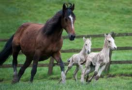 تعرف على سبب ندرة ولادة التوائم في عالم الخيول