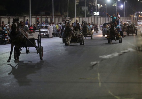 بالصور.. سباق لخيول الكارو في شوارع القاهرة