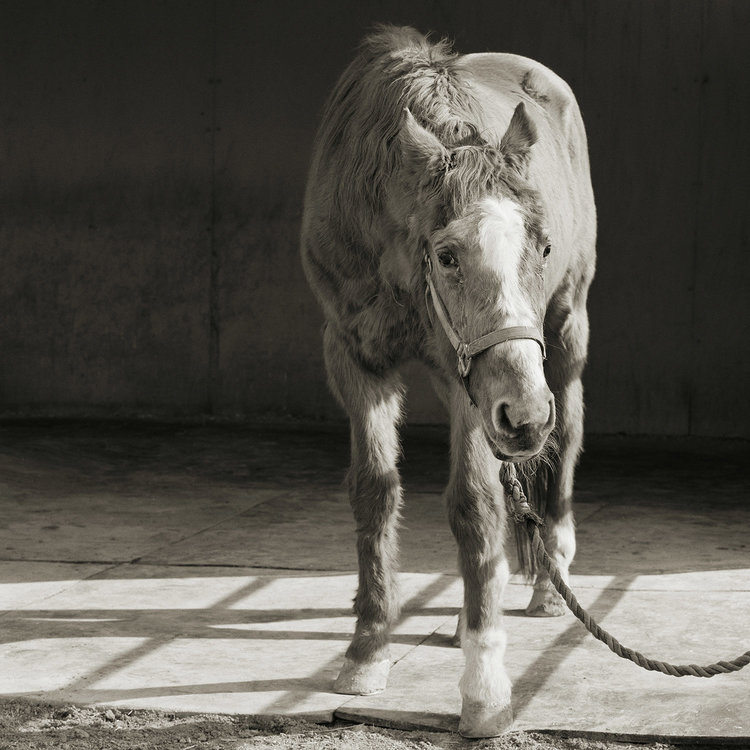 صور مبهرة لحصان المزارع بعدسة المصورة الأمريكية عيسى ليشكو