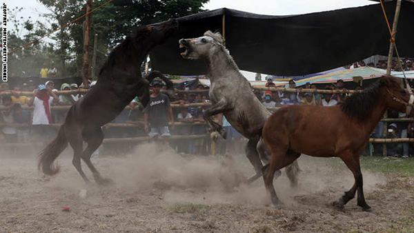 صور صادمة.. "قتال الخيول" مسابقات وحشية تتحدى الحظر والقانون في الصين والفلبين