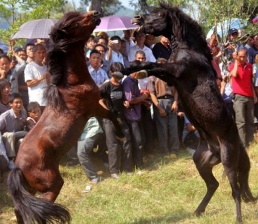 صور صادمة.. "قتال الخيول" مسابقات وحشية تتحدى الحظر والقانون في الصين والفلبين