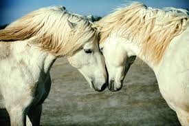 تعيش في بيئة قاسية.. خيول "كامارجي" أجمل الخيول البرية