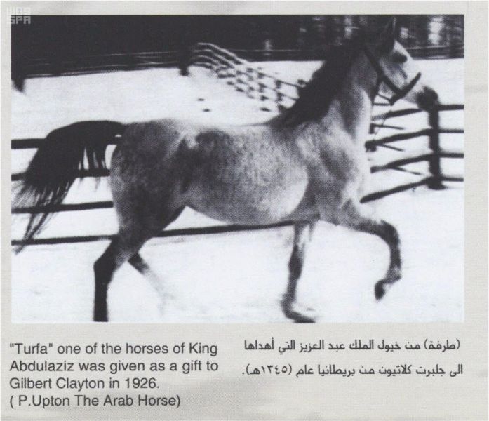 بالصور.. كيف حافظ الملك عبد العزيز على أنساب الخيول العربية في السعودية؟