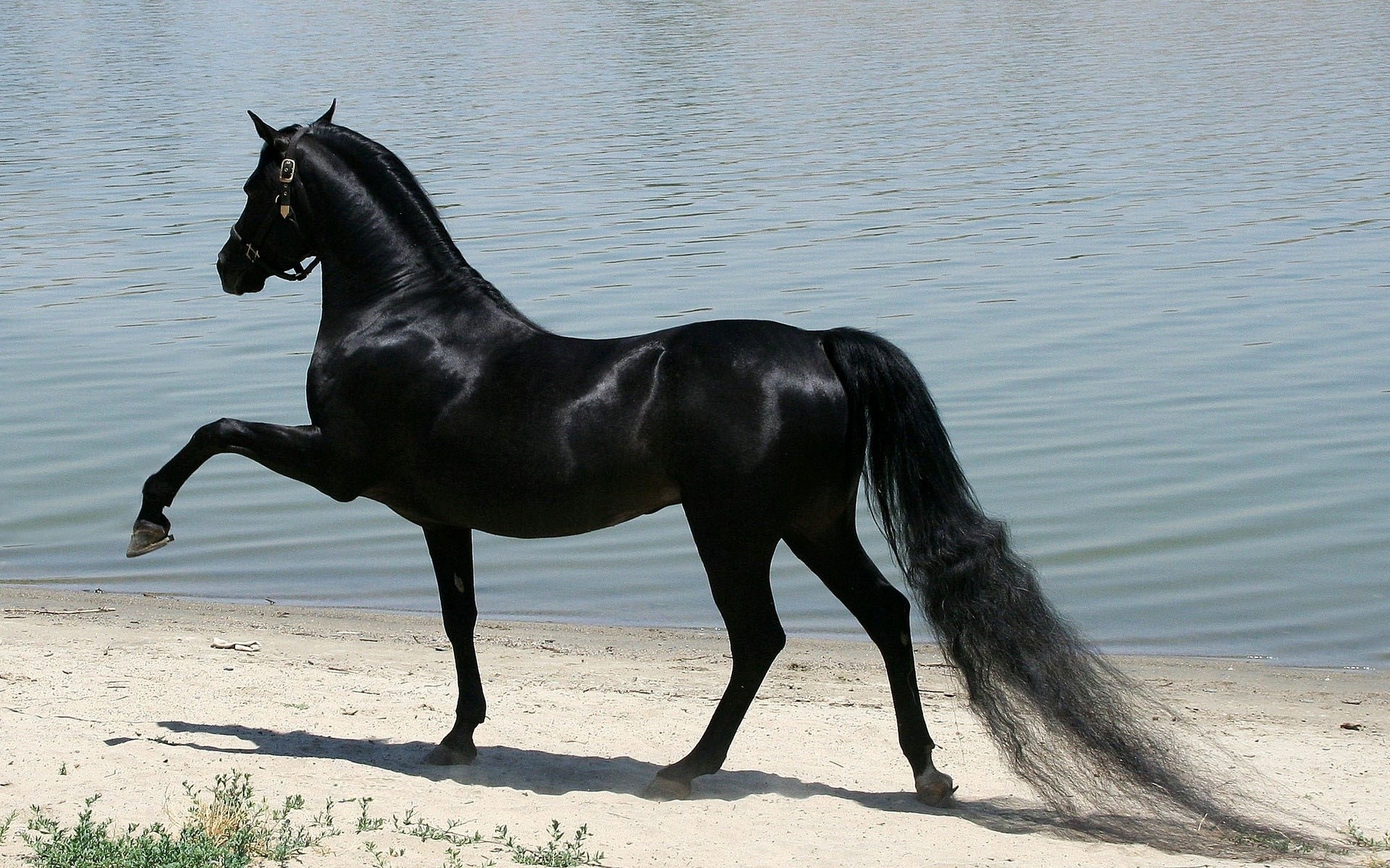 الحصان العربي الأغلى.. القائمة الكاملة لأسعار الخيول في العالم