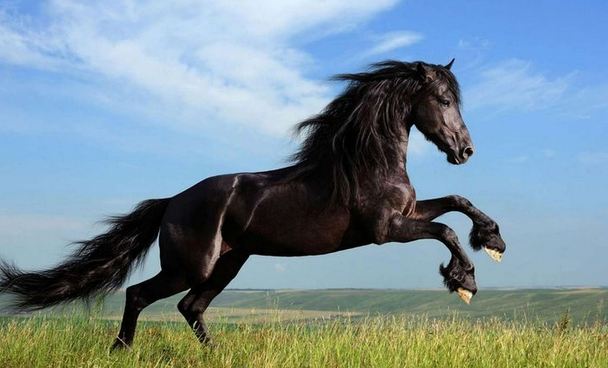 الحصان العربي الأغلى.. القائمة الكاملة لأسعار الخيول في العالم