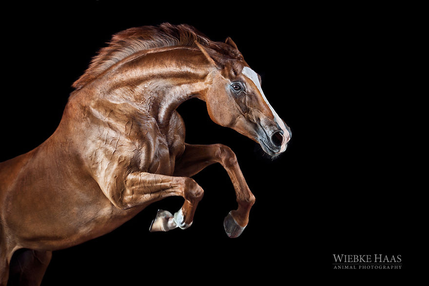 20 صورة بعدسة المصورة الألمانية "ويبكا هاس" عاشقة الخيول