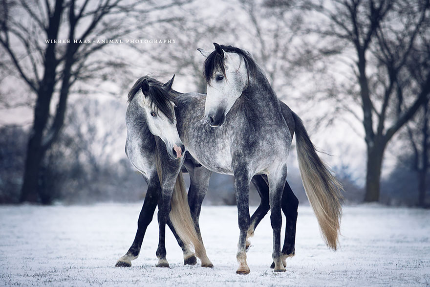 20 صورة بعدسة المصورة الألمانية "ويبكا هاس" عاشقة الخيول