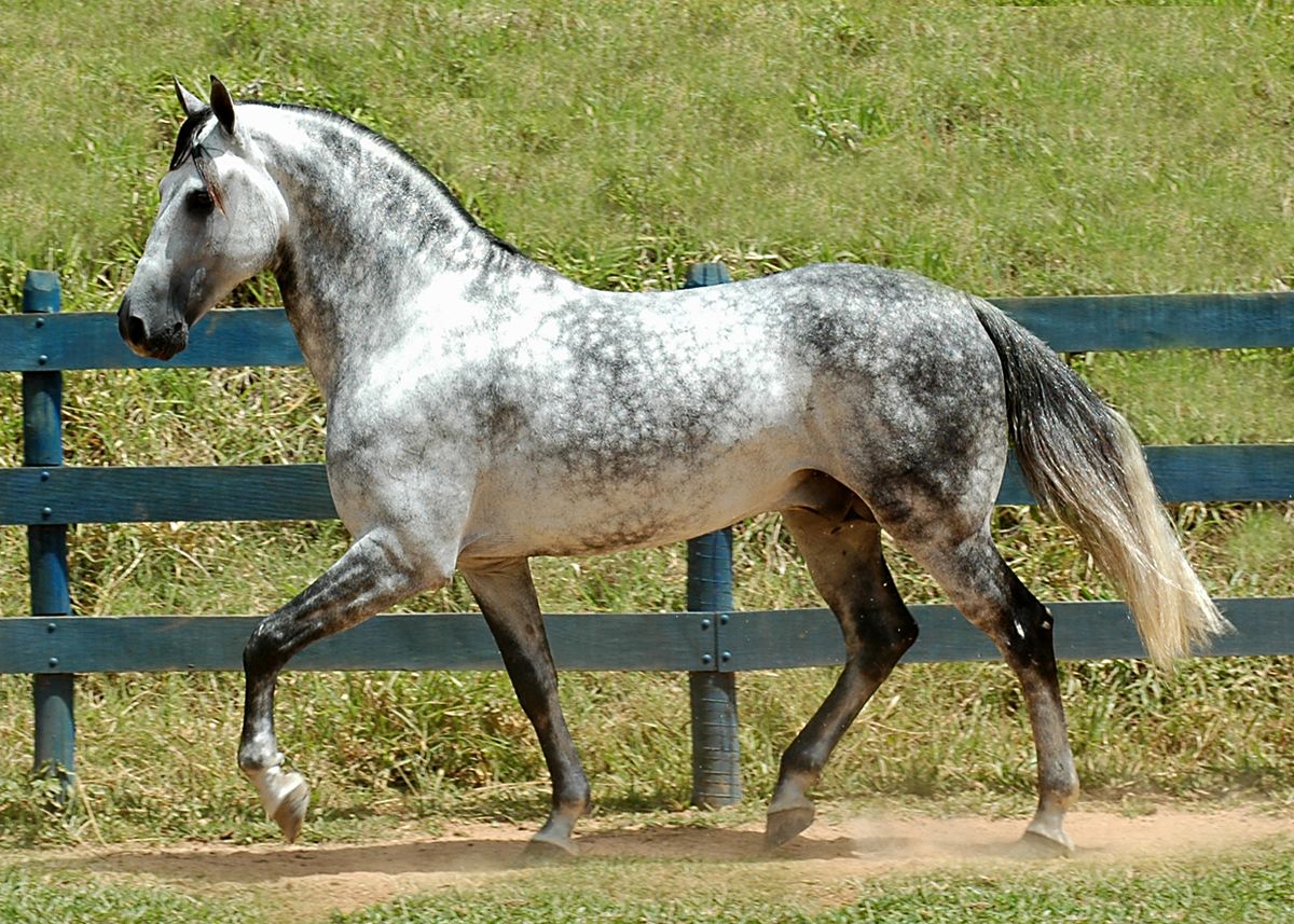جاذبية الحصان تتحدد من لونه.. تعرف على أشهر 3 ألوان للخيول