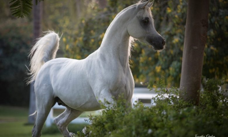 جاذبية الحصان تتحدد من لونه.. تعرف على أشهر 3 ألوان للخيول